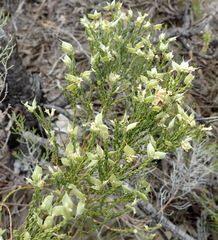 Amphithalea vlokii