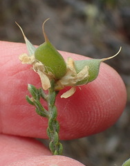 Amphithalea vlokii