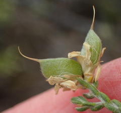 Amphithalea vlokii