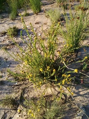 Leucadendron coriaceum