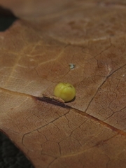 Zopheroteras