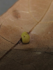Zopheroteras