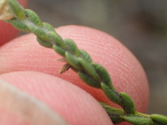 Amphithalea vlokii