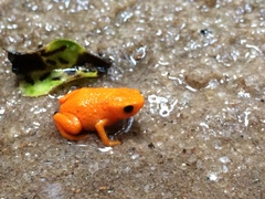 Brachycephalus alipioi