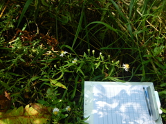 Symphyotrichum ontarionis