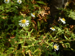 Symphyotrichum ontarionis