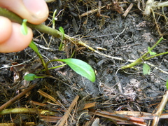 Symphyotrichum ontarionis