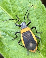 Largus cinctiventris