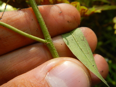 Symphyotrichum ontarionis