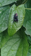 Paraphidippus
