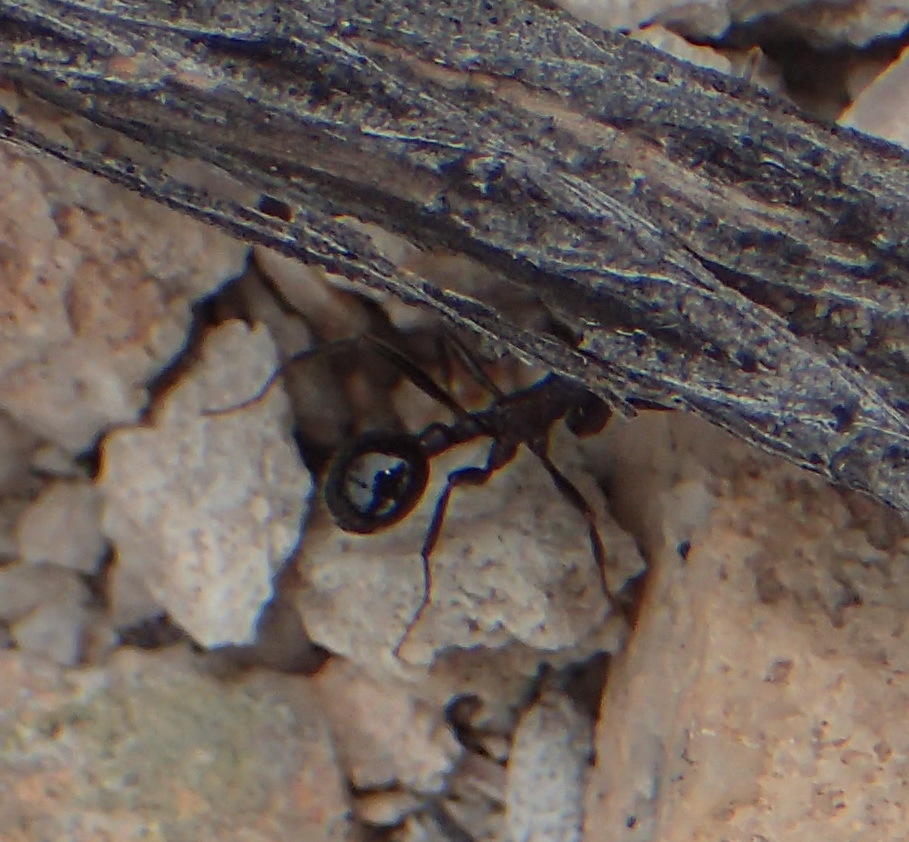 Messor striatifrons