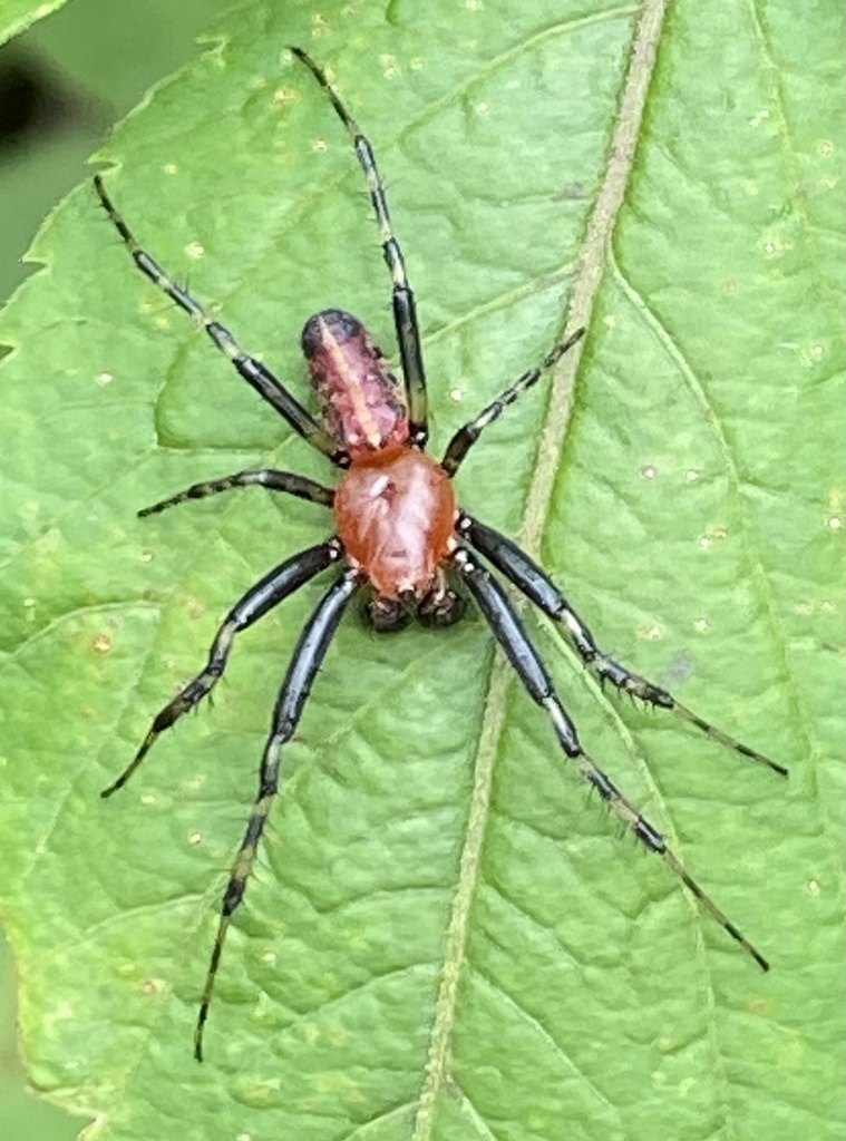 Alpaida grayi