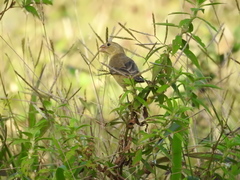 Sporophila corvina