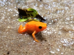 Brachycephalus alipioi