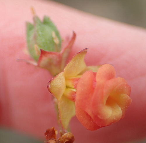 Image of Hermannia flammea by (c) Nicola van Berkel, some rights reserved (CC BY-SA)