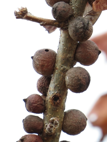 Oak Rough Bulletgall Wasp