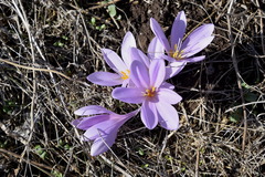 Colchicum hierosolymitanum