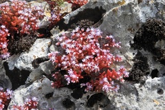 Sedum caeruleum