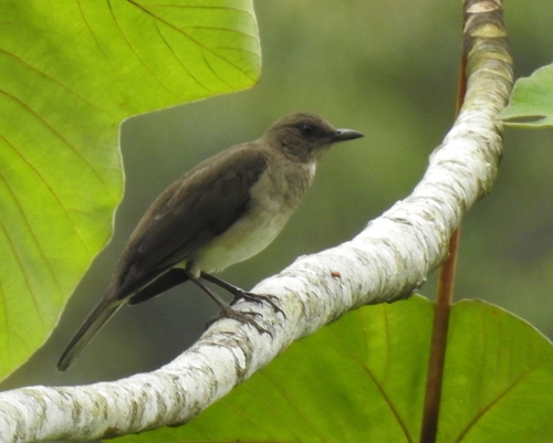 Black-billed Thrush (Turdus ignobilis), photo 10
