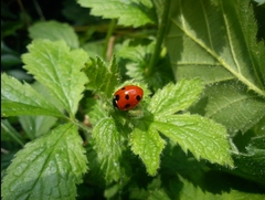 Coccinella septempunctata