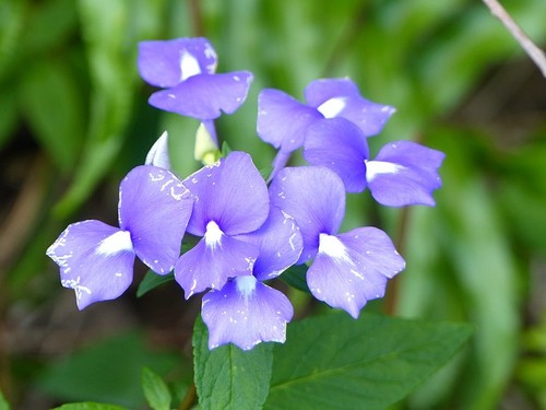 Matourea azurea