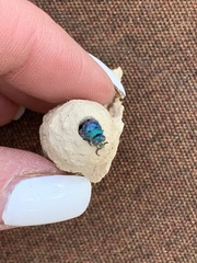 Chrysis angolensis