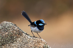 Malurus cyaneus cyanochlamys