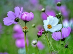 Cosmos bipinnatus