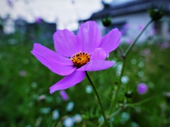 Cosmos bipinnatus