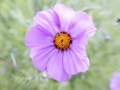 Cosmos bipinnatus