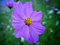 Cosmos bipinnatus