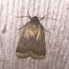 Amphipyra glabella