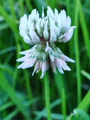 Trifolium repens