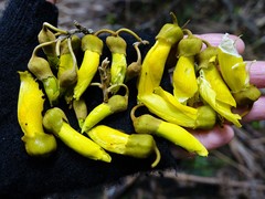 Sophora fulvida