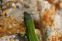 Podarcis waglerianus