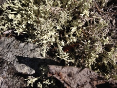 Cladonia boryi