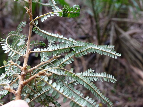 Image of Sophora fulvida by (c) Jacqui Geux, some rights reserved (CC BY)
