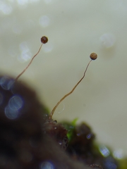 Cribraria microcarpa