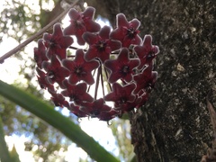 Hoya pubicalyx