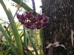 Hoya pubicalyx