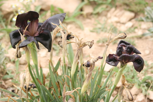 Black Iris (Iris nigricans)