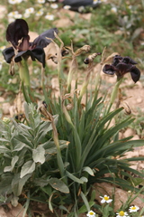 Iris nigricans