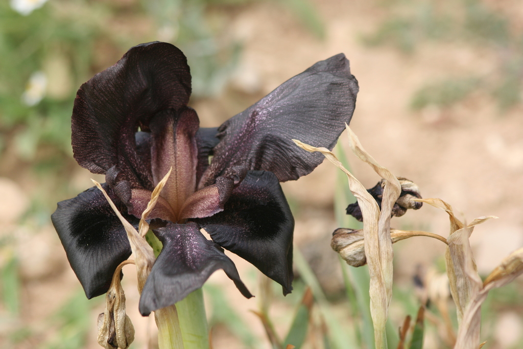 Lirio negro