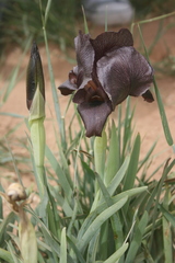 Iris nigricans