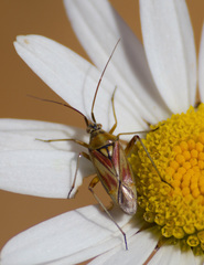 Calocoris roseomaculatus