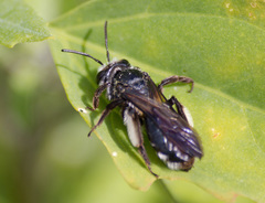 Andrena agilissima