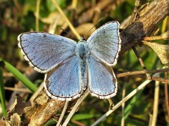Polyommatus bellargus