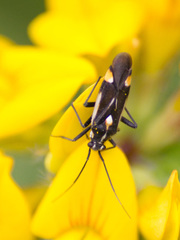 Capsodes sulcatus