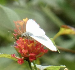 Hesperocharis paranensis