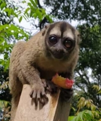 Aotus lemurinus
